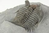 2.6" Tower-Eyed, Erbenochile Trilobite From Ou Driss - Top Quality! - #201652-4
